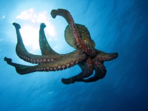 An Octopus in open water.