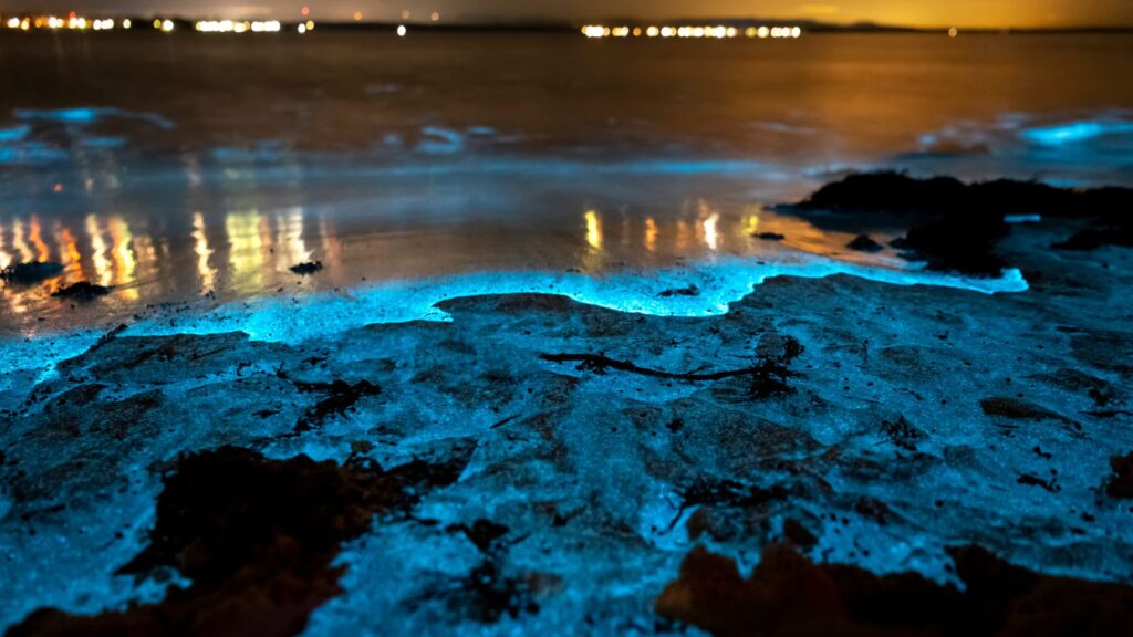 bioluminescent bay puerto rico